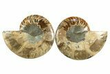 Cut & Polished, Agatized Ammonite Fossil - Madagascar #310704-1